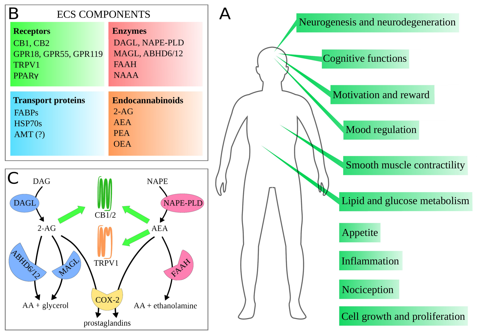 A Guide to the Endocannabinoid System