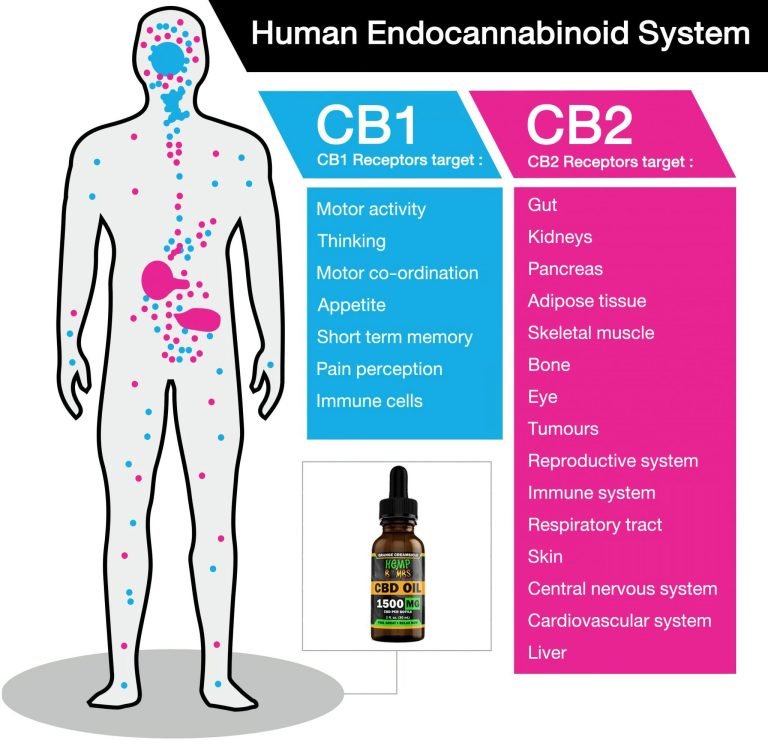 Can You Take Cbd Every Day?