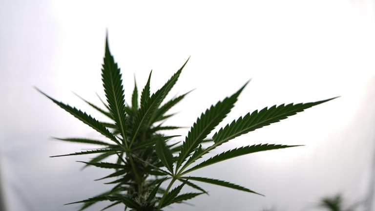 Dea: Delta-8 Thc Is “Synthetic” And Will Be Banned in Upcoming Rule