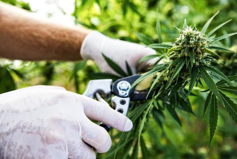Is Marijuana Legal in Texas?