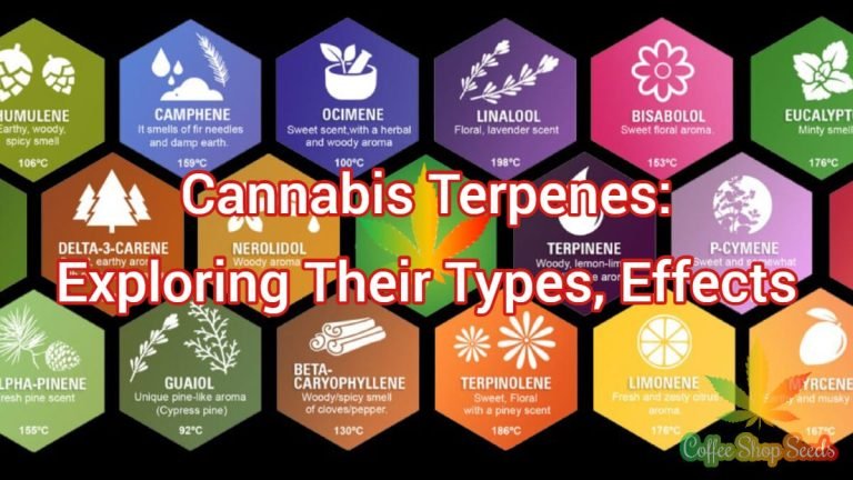 What Are Cannabis Terpenes? Types, Definitions, Effects