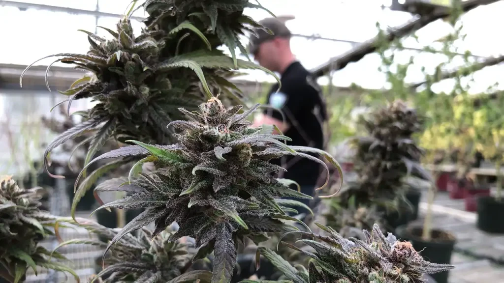 Can Thca Flower Really Be Legal Hemp?